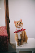 Cat playing with feather wand toy