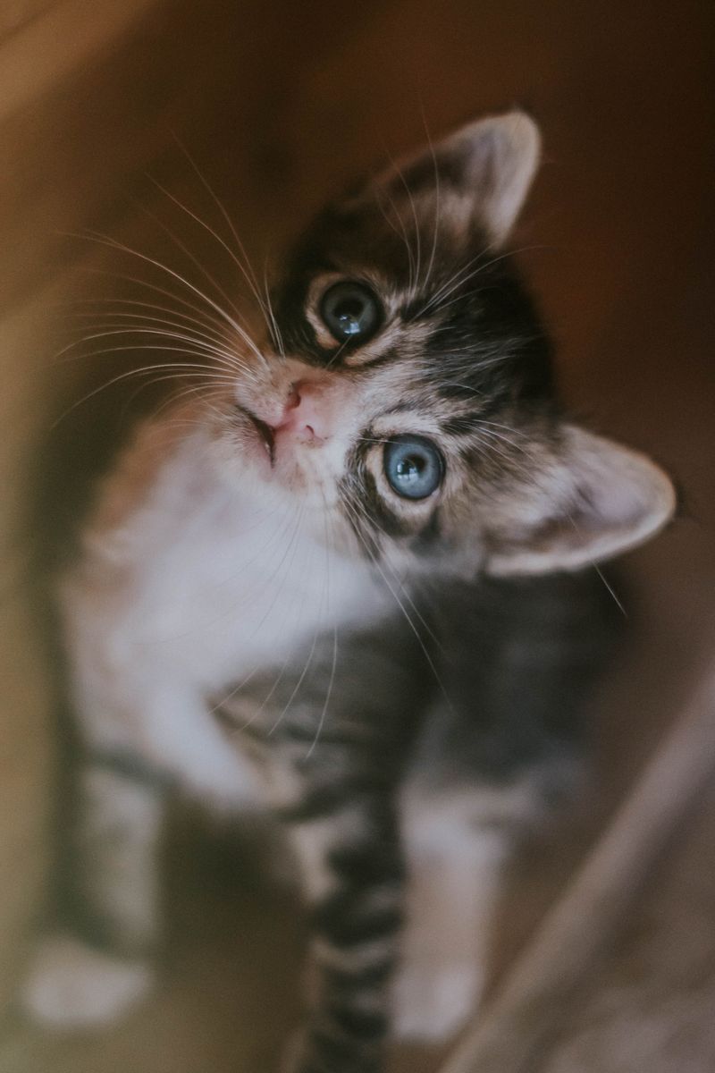Cat climbing multi-level cat tree tower