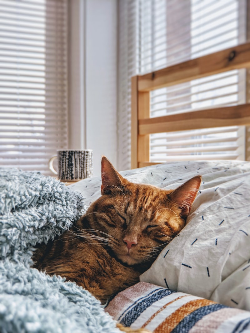 Cat resting inside cozy cave bed